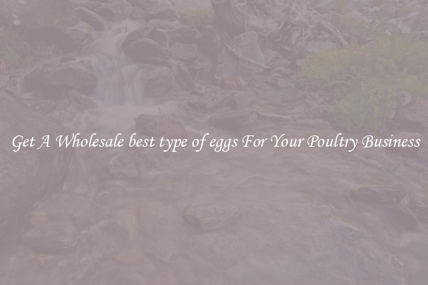 Get A Wholesale best type of eggs For Your Poultry Business